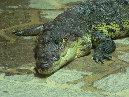 Krokodýlí Zoo Protivín