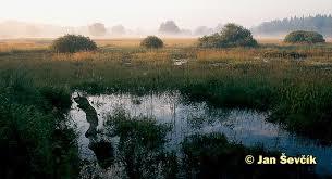 Meandry Lužnice